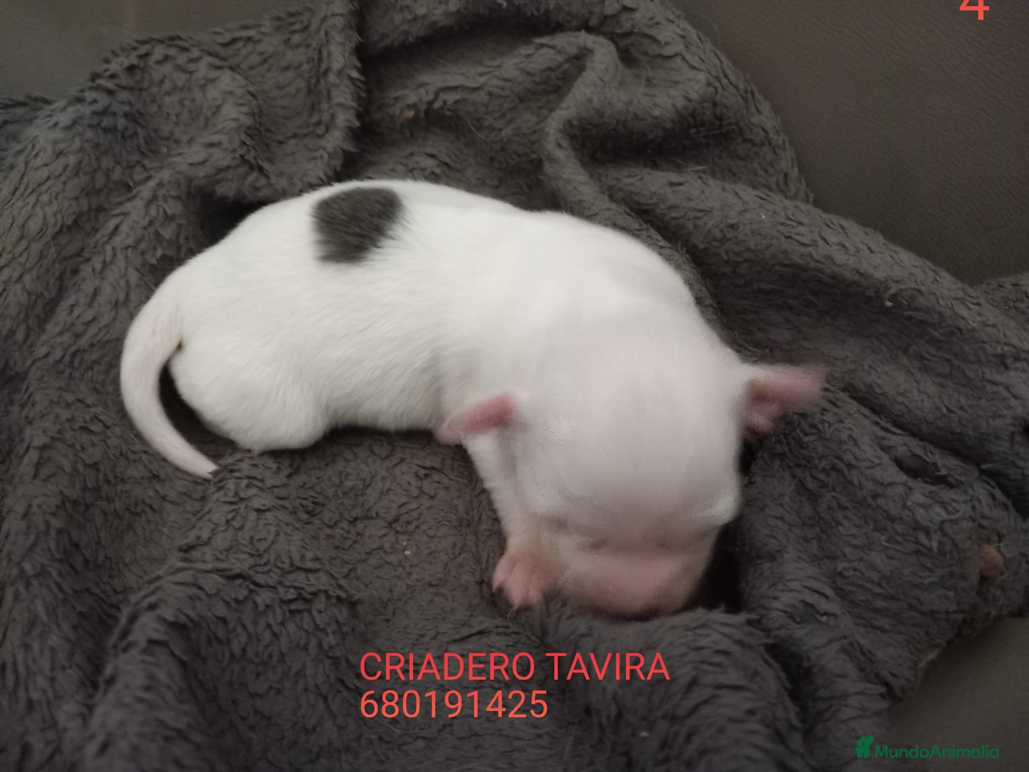 Otras razas perros Cachorros Crestado chino con pelo. - Anuncio 9