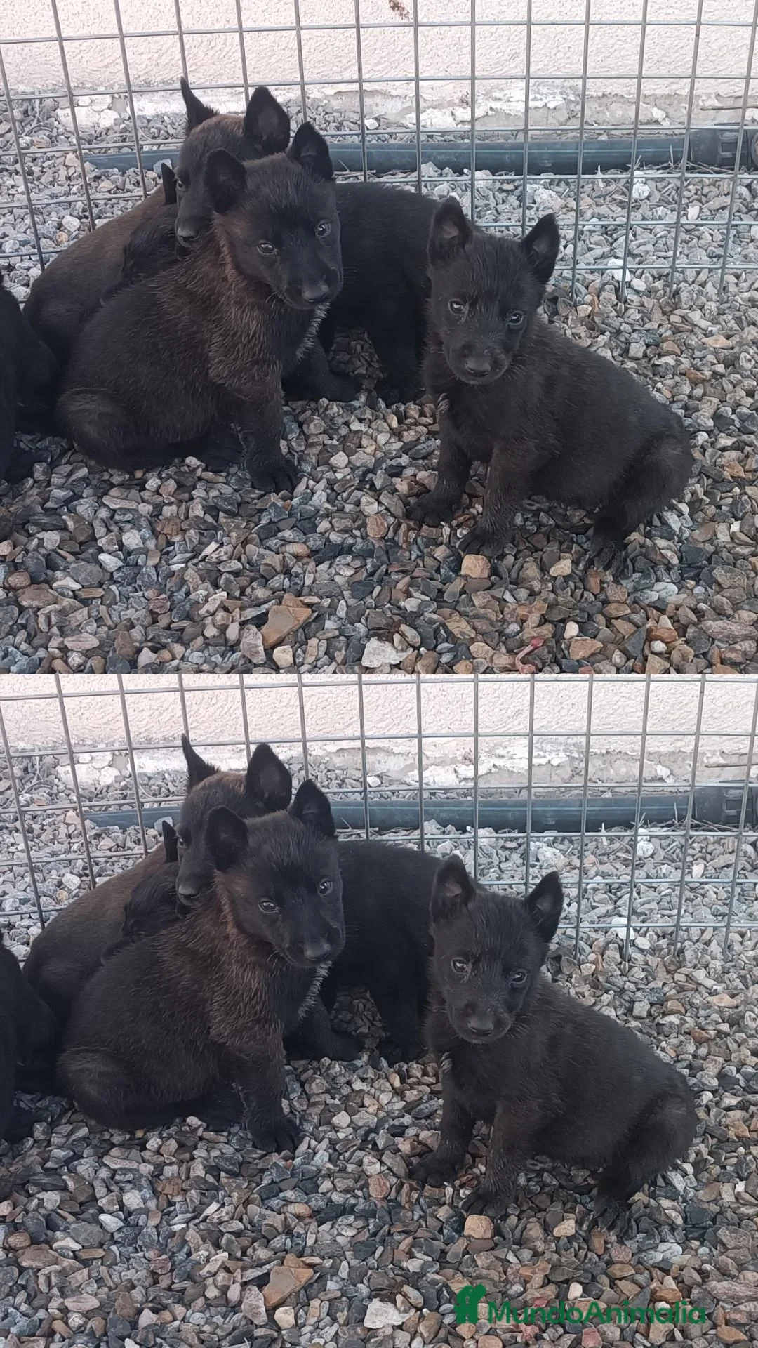 Pastor Belga Malinois perros Camada Malinois  - Anuncio 1