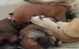 Shiba Inu perros en venta: SHIBA INU SELECCIÓN - Imagen 4
