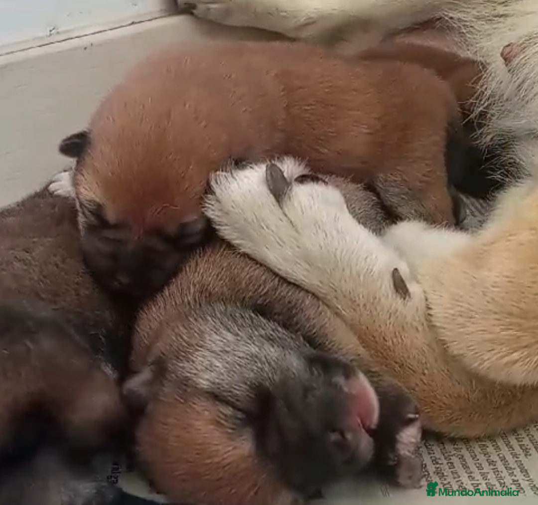 Shiba Inu perros en venta: SHIBA INU SELECCIÓN - Imagen 4