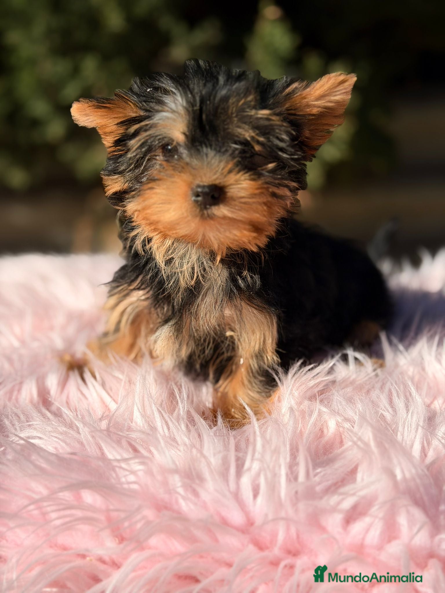 Yorkshire Terrier perros Yorkshire terrier negro fuego - Anuncio 21