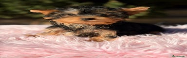 Yorkshire Terrier Cachorro 1