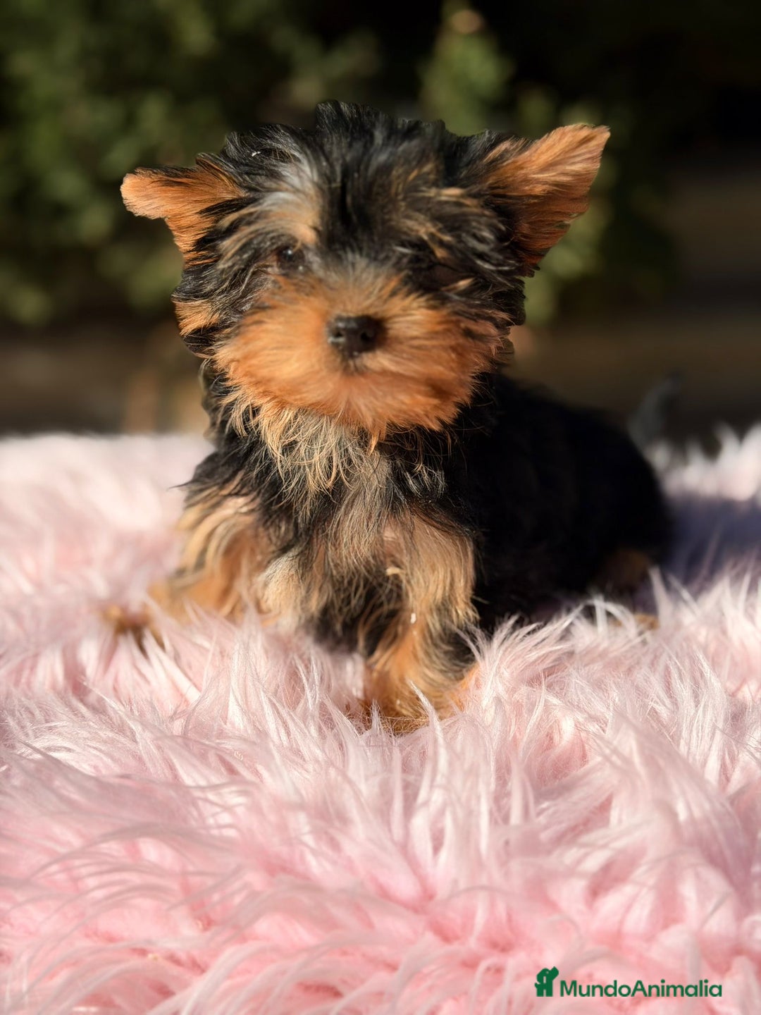 Yorkshire Terrier perros en venta: Yorkshire terrier negro fuego - Anuncio 1