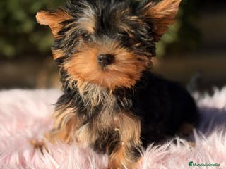 Yorkshire Terrier perros Yorkshire terrier negro fuego - Anuncio 18