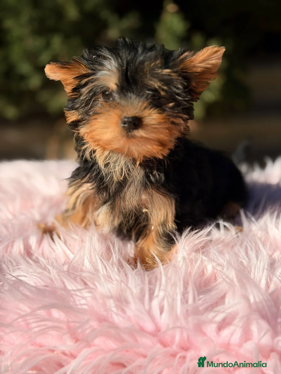 Yorkshire Terrier perros en venta: Yorkshire terrier negro fuego - Anuncio 1