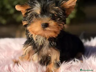 Yorkshire Terrier perros Yorkshire terrier negro fuego - Anuncio 39