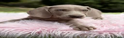 Weimaraner perros en venta: BRACO DE WEIMAR DISPONIBLES - Anuncio 5