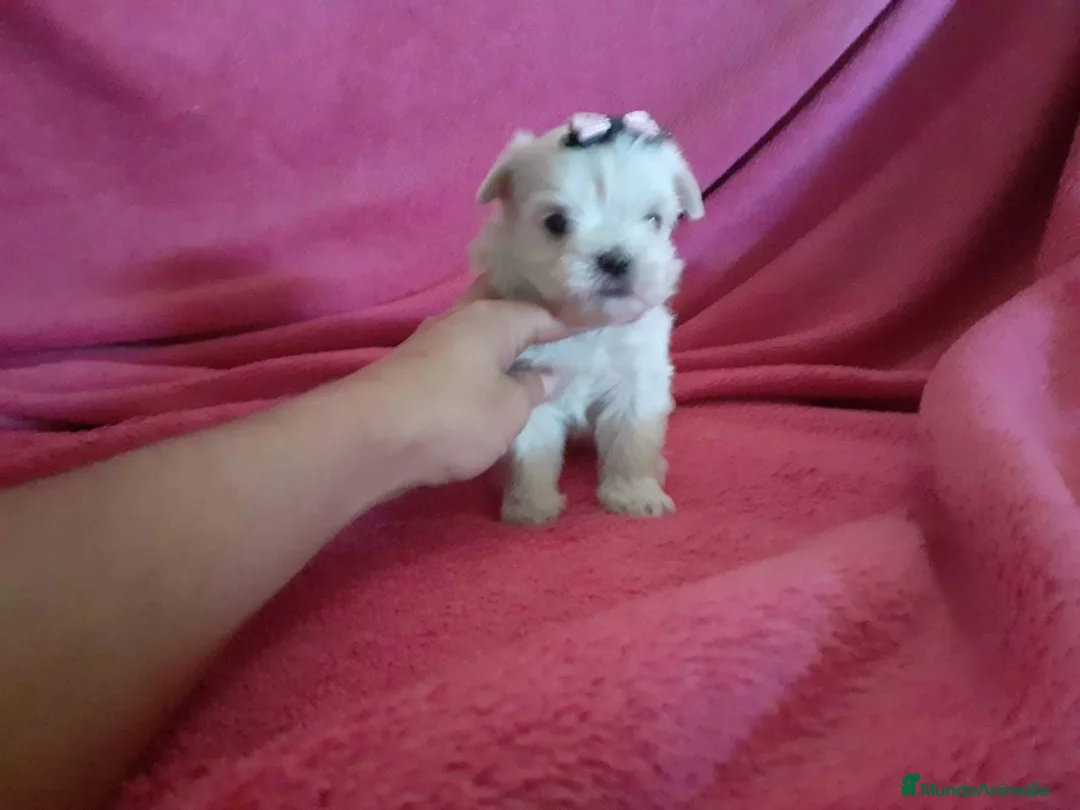 Bichón Maltés perros en venta: Bichon maltés americano  en Badajoz - Anuncio 1