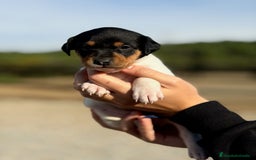 Ratonero Bodeguero Andaluz perros en venta:  Bodeguero andaluz   - Imagen 2