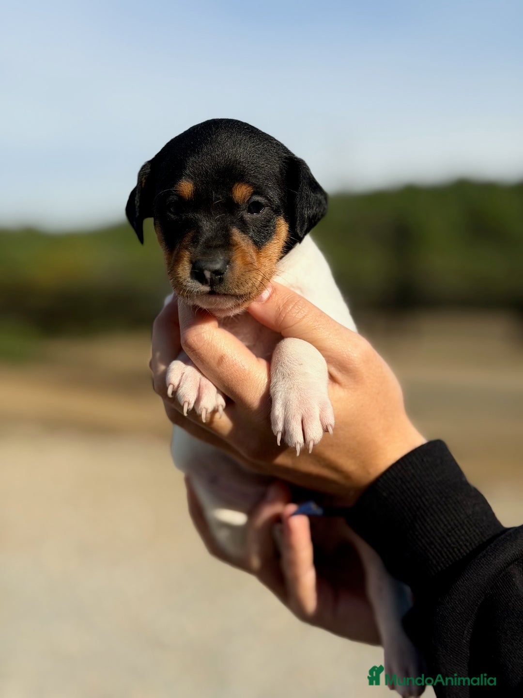 Ratonero Bodeguero Andaluz perros en venta:  Bodeguero andaluz   - Imagen 2