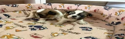 Shih Tzu perros en venta: Cachorros de Shih Tzu - Anuncio 2