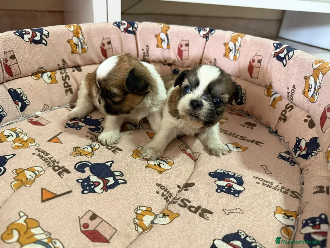 Shih Tzu perros en venta: Cachorros de Shih Tzu - Anuncio 2