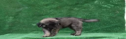 Pastor del Cáucaso perros en venta: Disponible Pastor del Cáucaso - Anuncio 10
