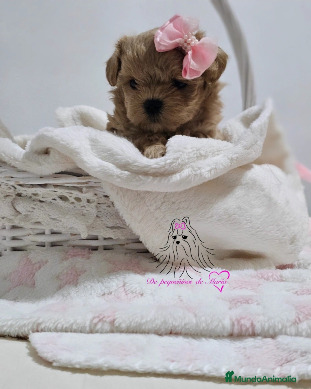 Maltipoo perros Maltipoo asiático miniatura  - Anuncio 1