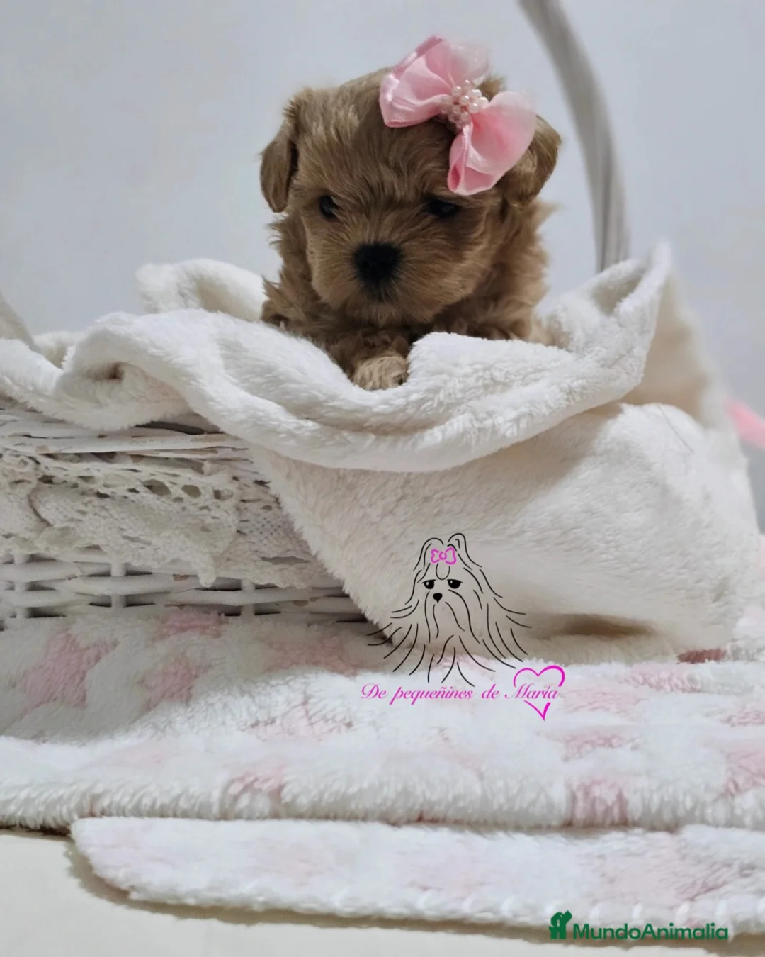 Maltipoo perros en venta: Maltipoo asiático miniatura  - Anuncio 3