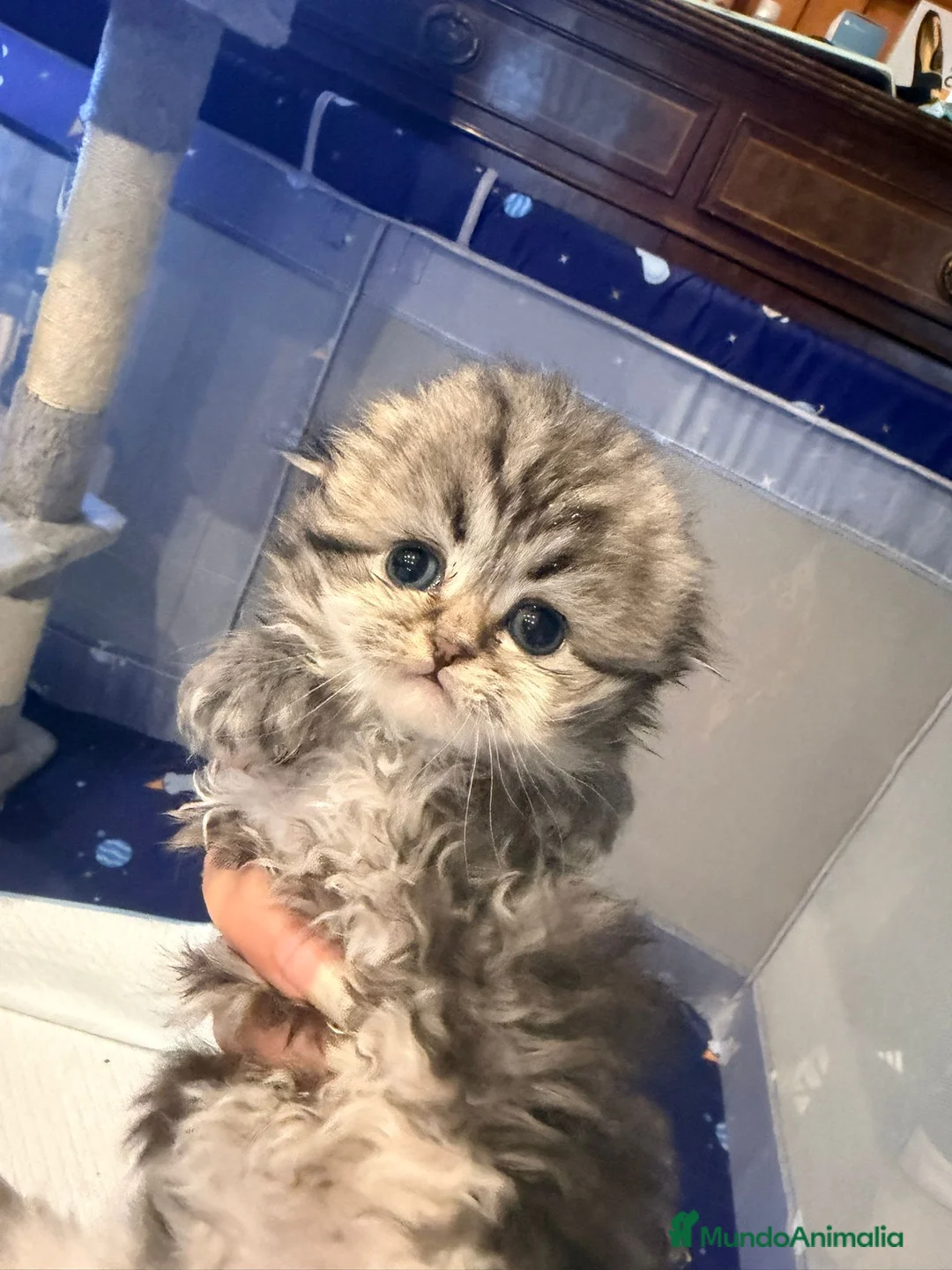 Scottish Straight gatos en venta: Scottish Fold Pelo Largo 641387649 - Anuncio 1