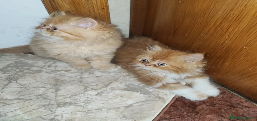 Imagen de galería {{count}}