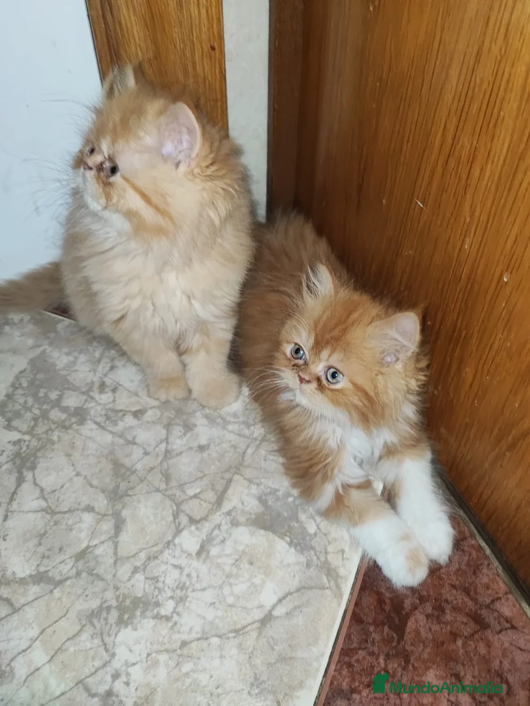 Imagen de galería {{count}}