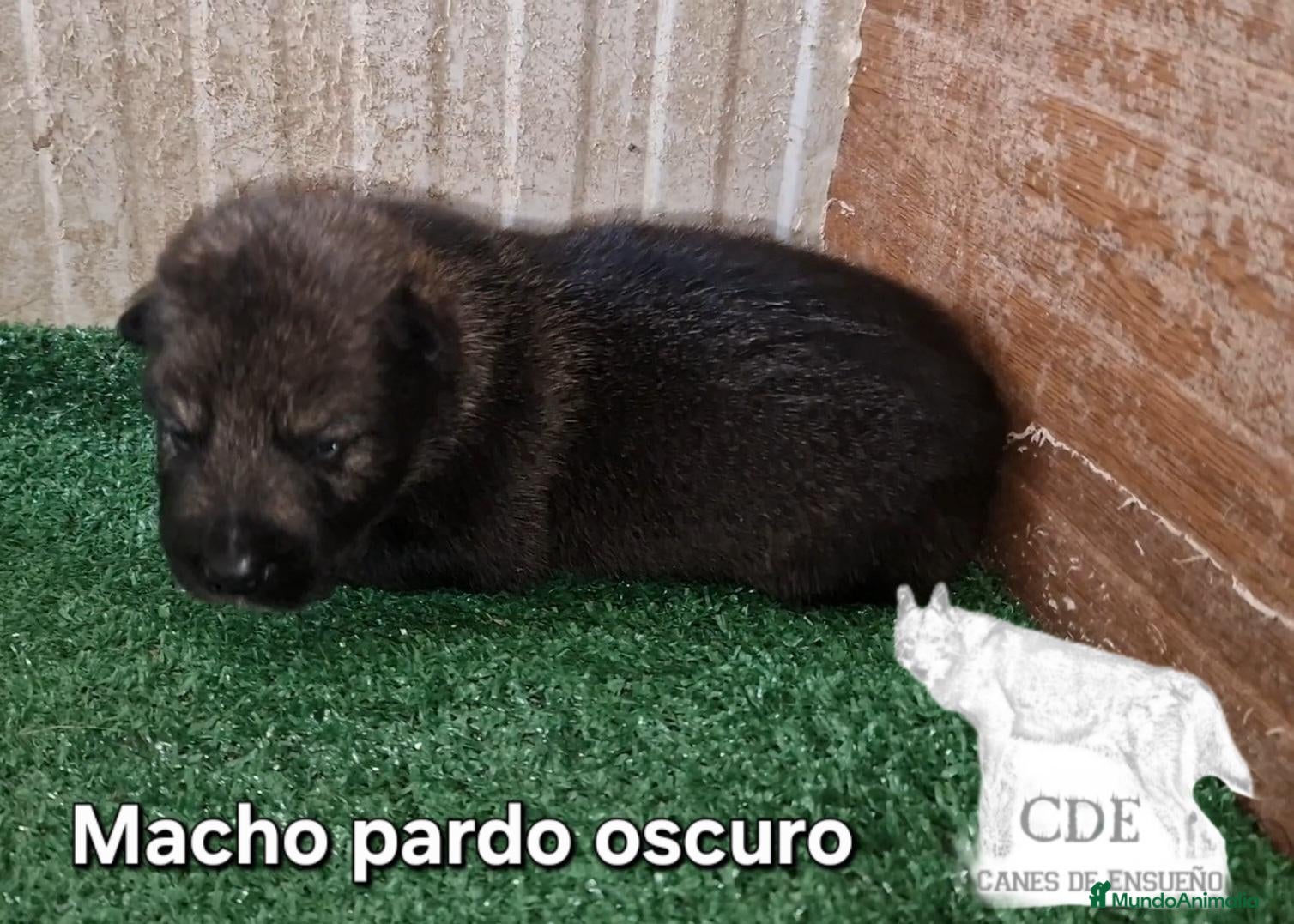 Perro Lobo Checoslovaco perros Wolfdog/Perro lobo - Anuncio 2