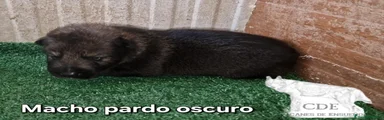 Perro Lobo Checoslovaco 1