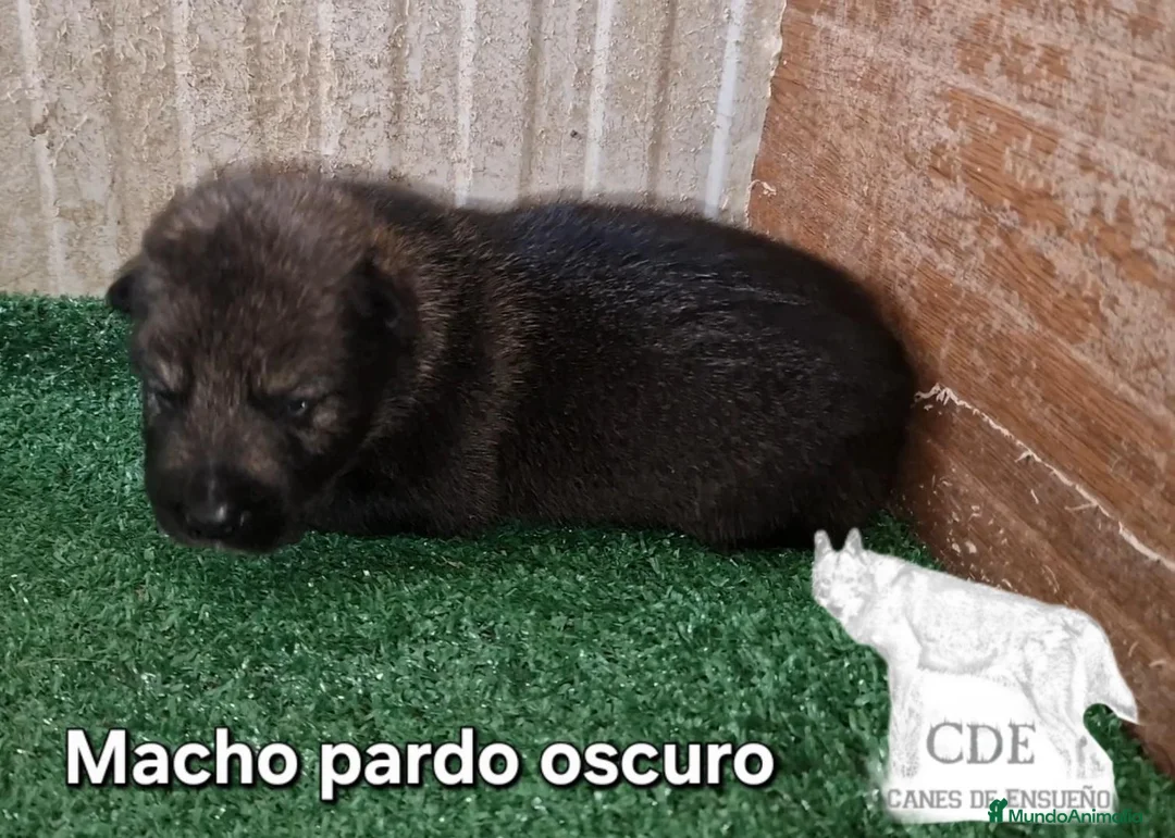 Perro Lobo Checoslovaco perros en venta: Wolfdog/Perro lobo - Anuncio 1