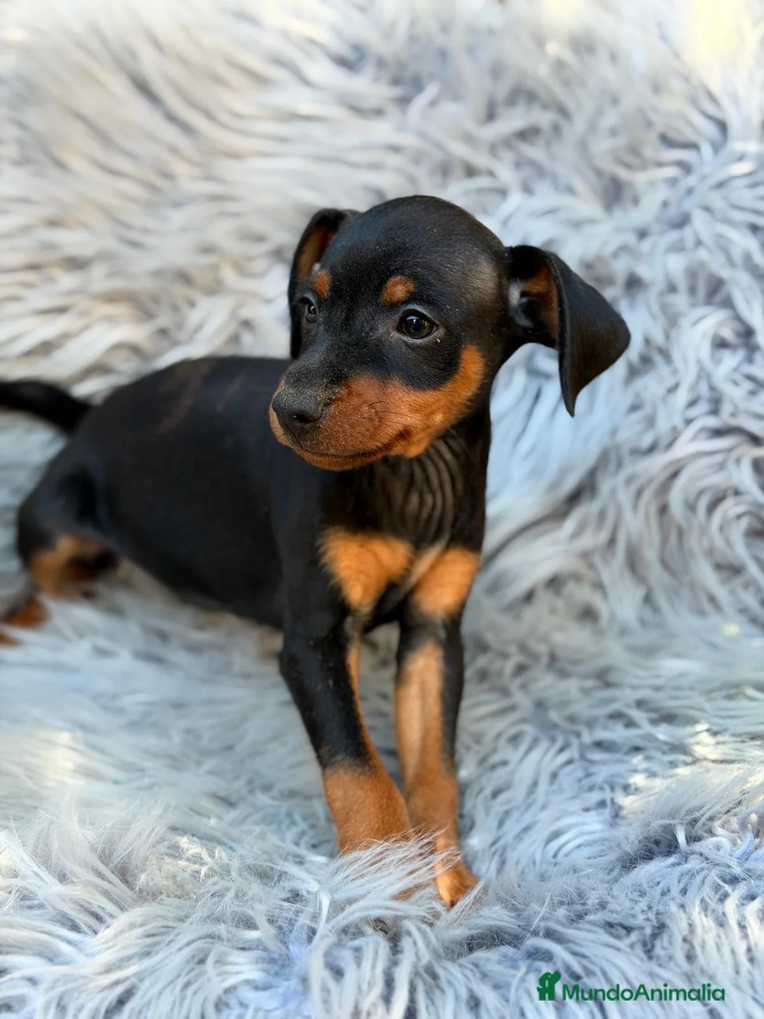 Pinscher Miniatura perros en venta: Macho mini pinscher disponible 💙🐾 - Anuncio 1