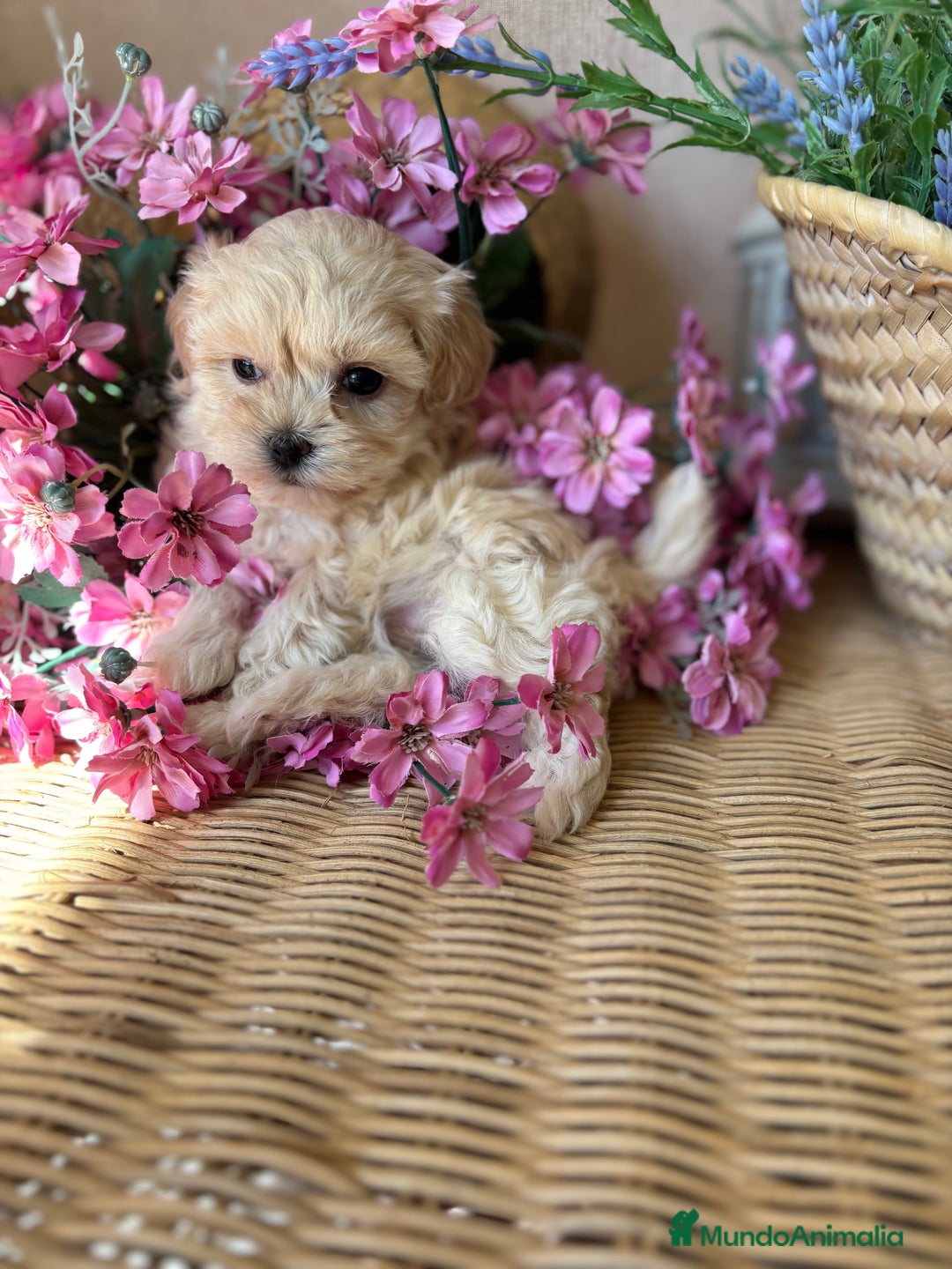 Maltipoo perros en venta: Maltipoo toy hembra (entrega en diciembre) - Imagen 4