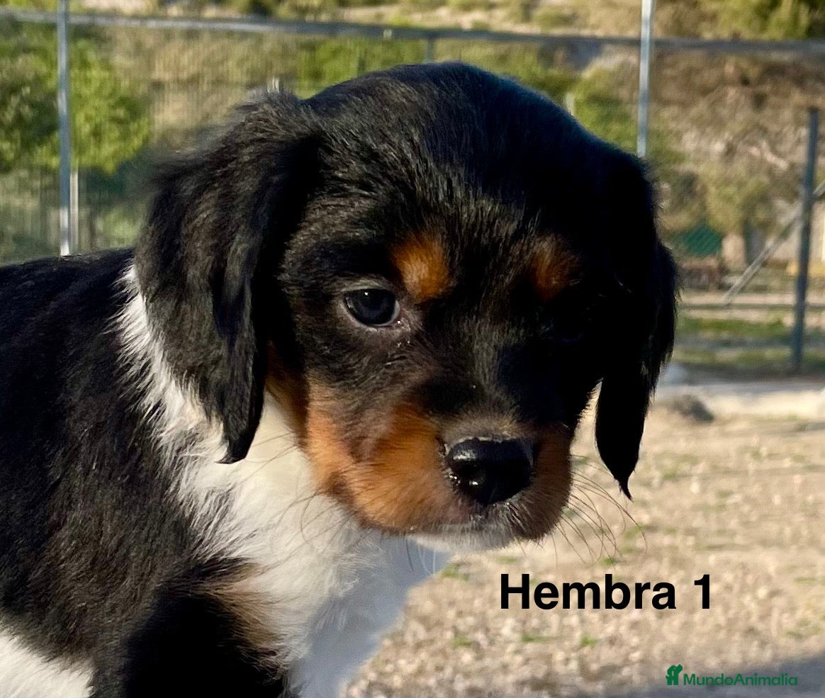 Épagneul Breton perros Epagneul Bretón  - Anuncio 2