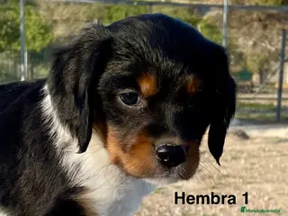 Épagneul Breton perros Epagneul Bretón - Anuncio 2