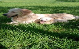 Golden Retriever perros en venta: Camada de Golden Retriever  - Imagen 11