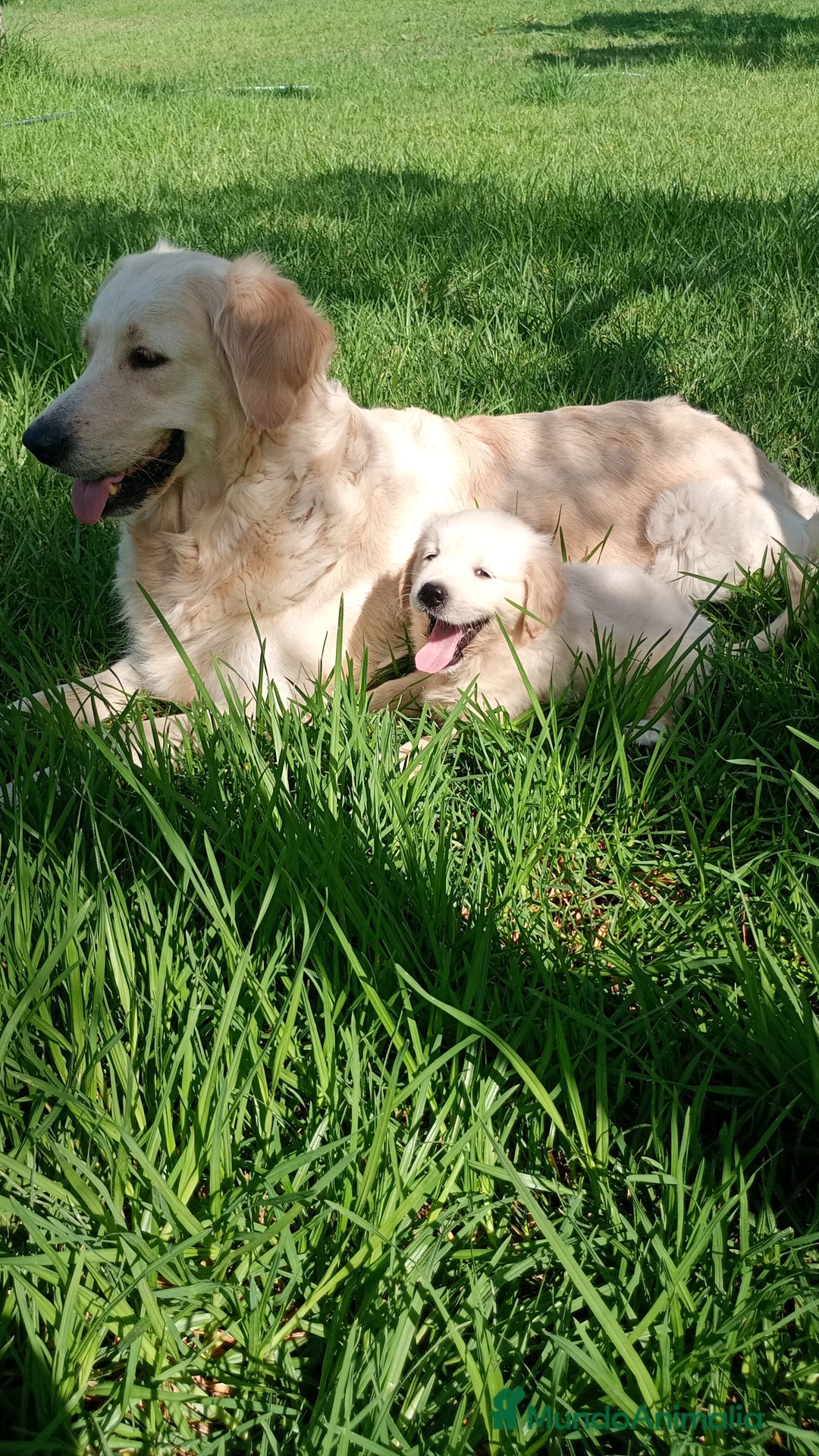 Golden Retriever perros en venta: Camada de Golden Retriever  - Imagen 11