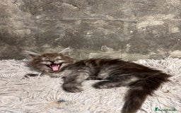 Maine Coon gatos en venta: Maine Coon Black Humo - Imagen 5