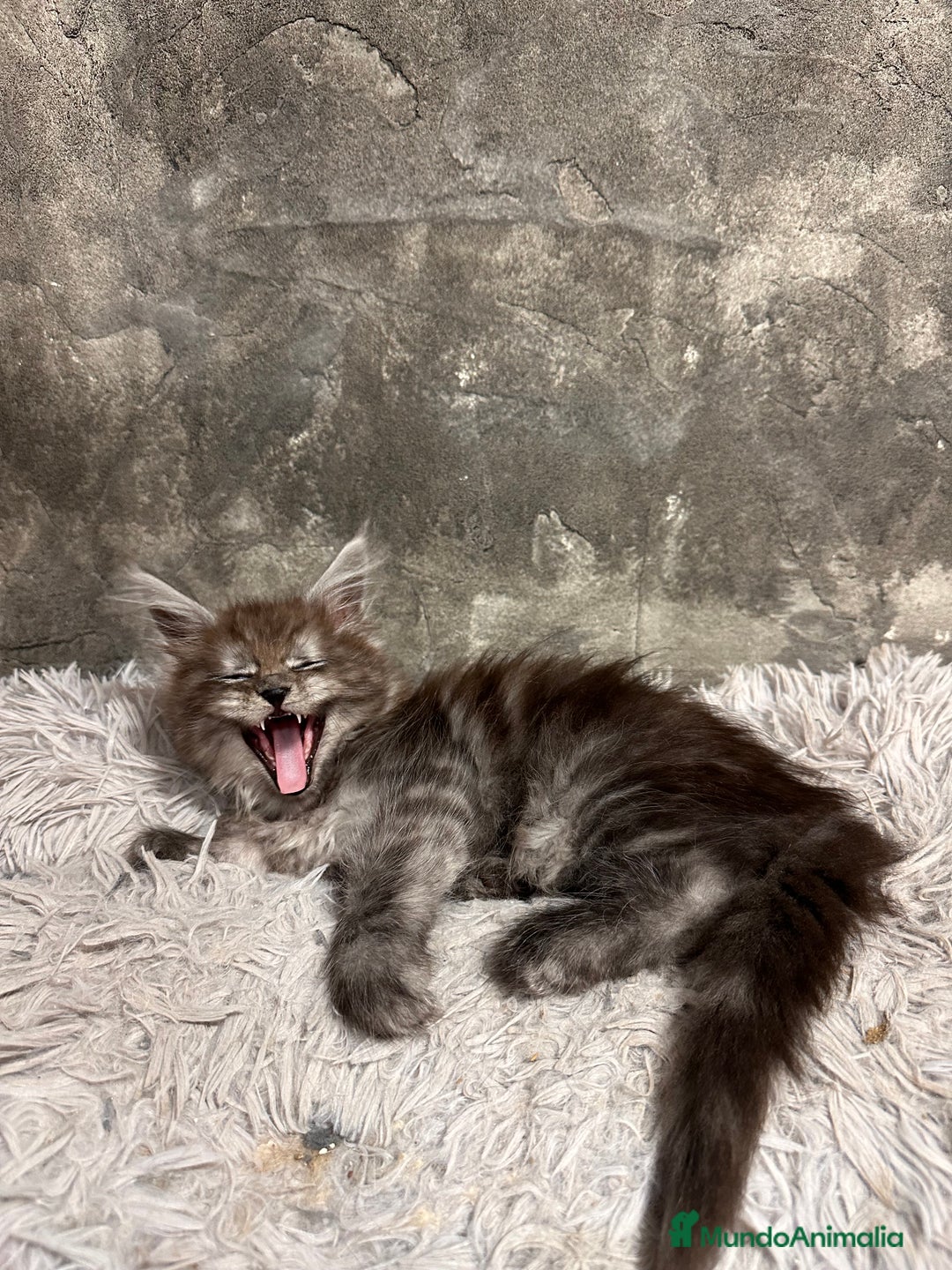 Maine Coon gatos en venta: Maine Coon Black Humo - Imagen 5
