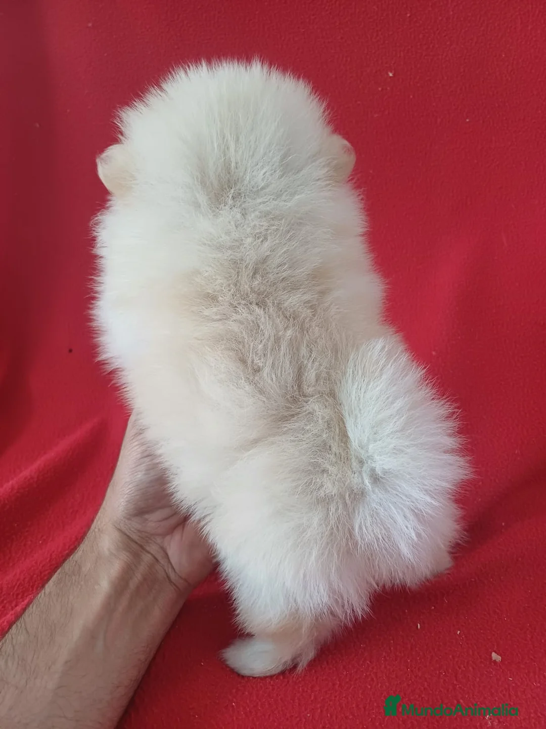 Pomerania perros en venta: Pomerania Mini  - Anuncio 3