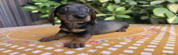 Teckel Miniatura perros en venta: TECKEL MINI JABALI / ARLEQUIN JABALI - Anuncio 1
