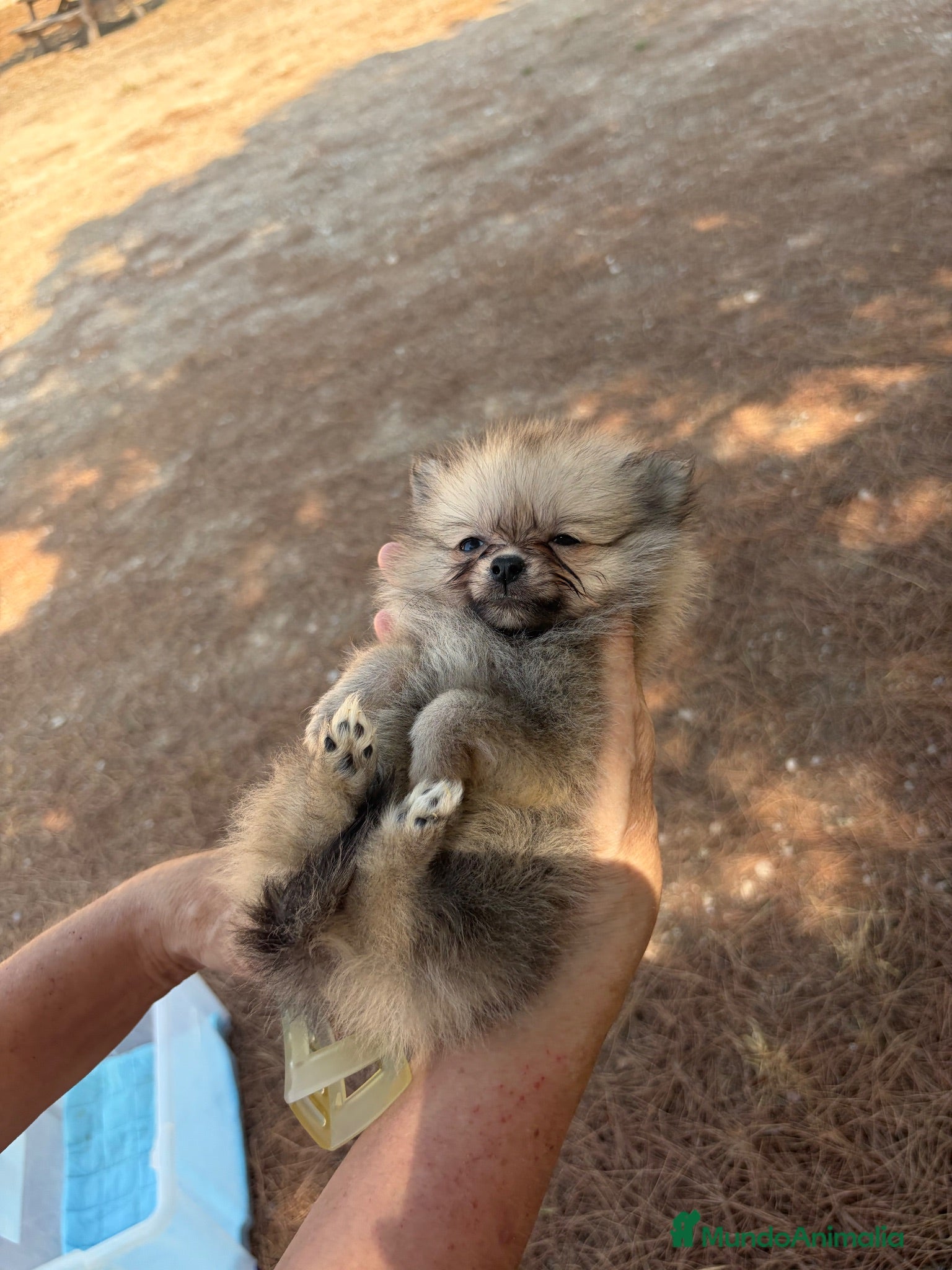 Pomerania perros  Pomerania toy - Anuncio 7