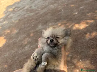 Pomerania perros Pomerania toy - Anuncio 7