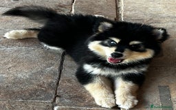 Pomsky perros en venta: Pomsky f4  - Imagen 4