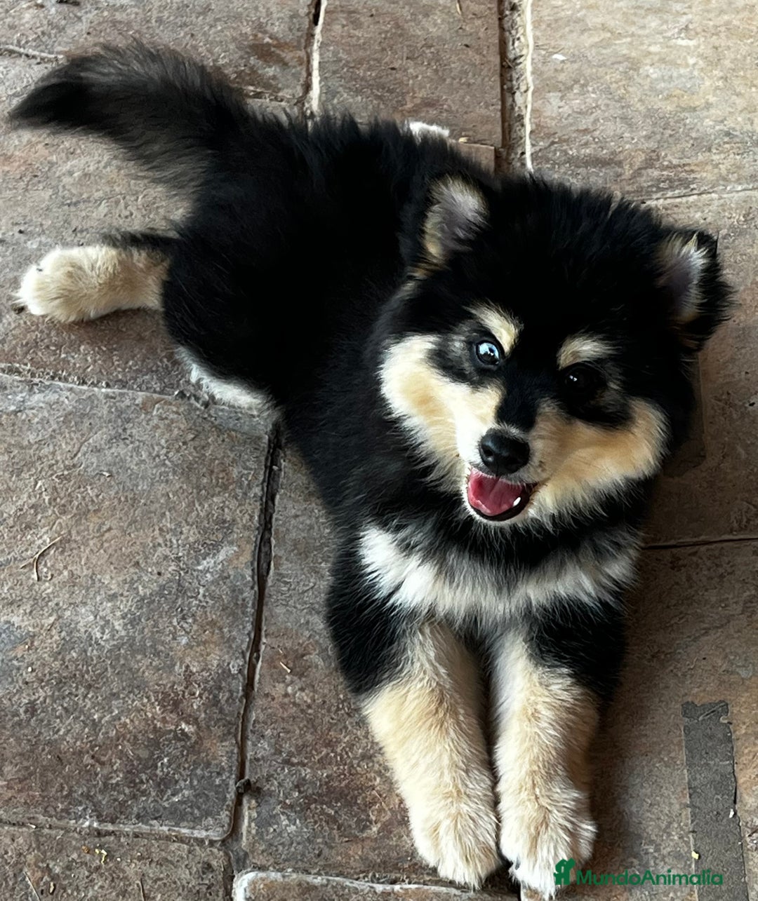 Pomsky perros en venta: Pomsky f4  - Imagen 4