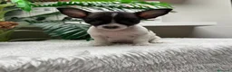 Chihuahua perros en venta: CHIHUAHUA - Anuncio 11
