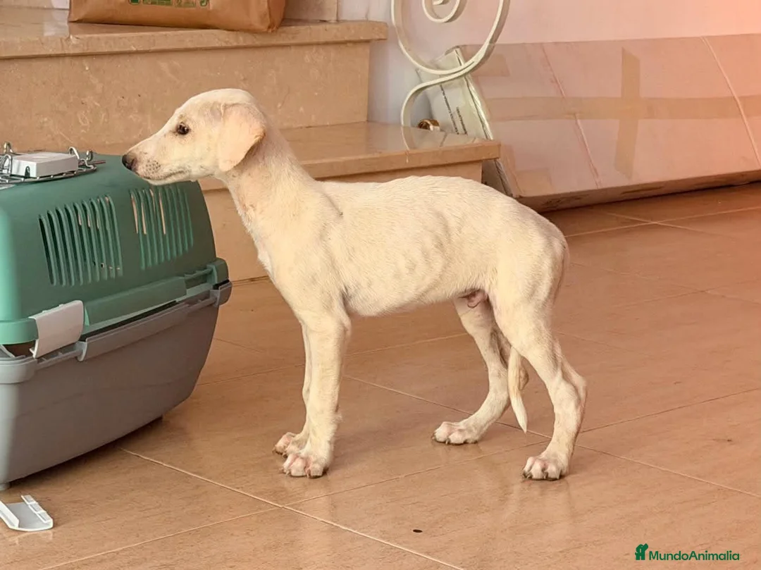 Galgo Español perros en venta: camada galgo español  - Anuncio 2