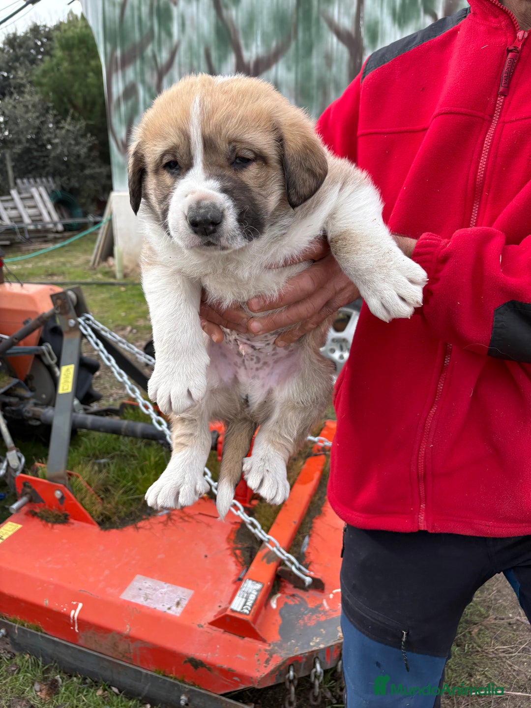 Mastín Español perros en venta: Mastín Español cachorro macho  - Anuncio 14