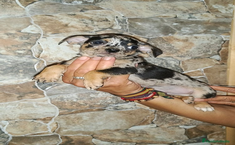 Chihuahua perros - Propaganda 1