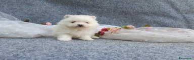Pomerania Cachorro 12