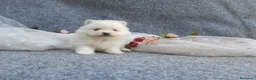 Pomerania perros en venta: PRECIOSO CACHORITO DE POMERANIA TOY    - Anuncio 7