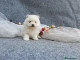 Pomerania Cachorro 12