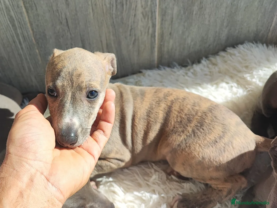 Whippet perros en venta: WHIPPET ÚLTIMA HEMBRA - Anuncio 2