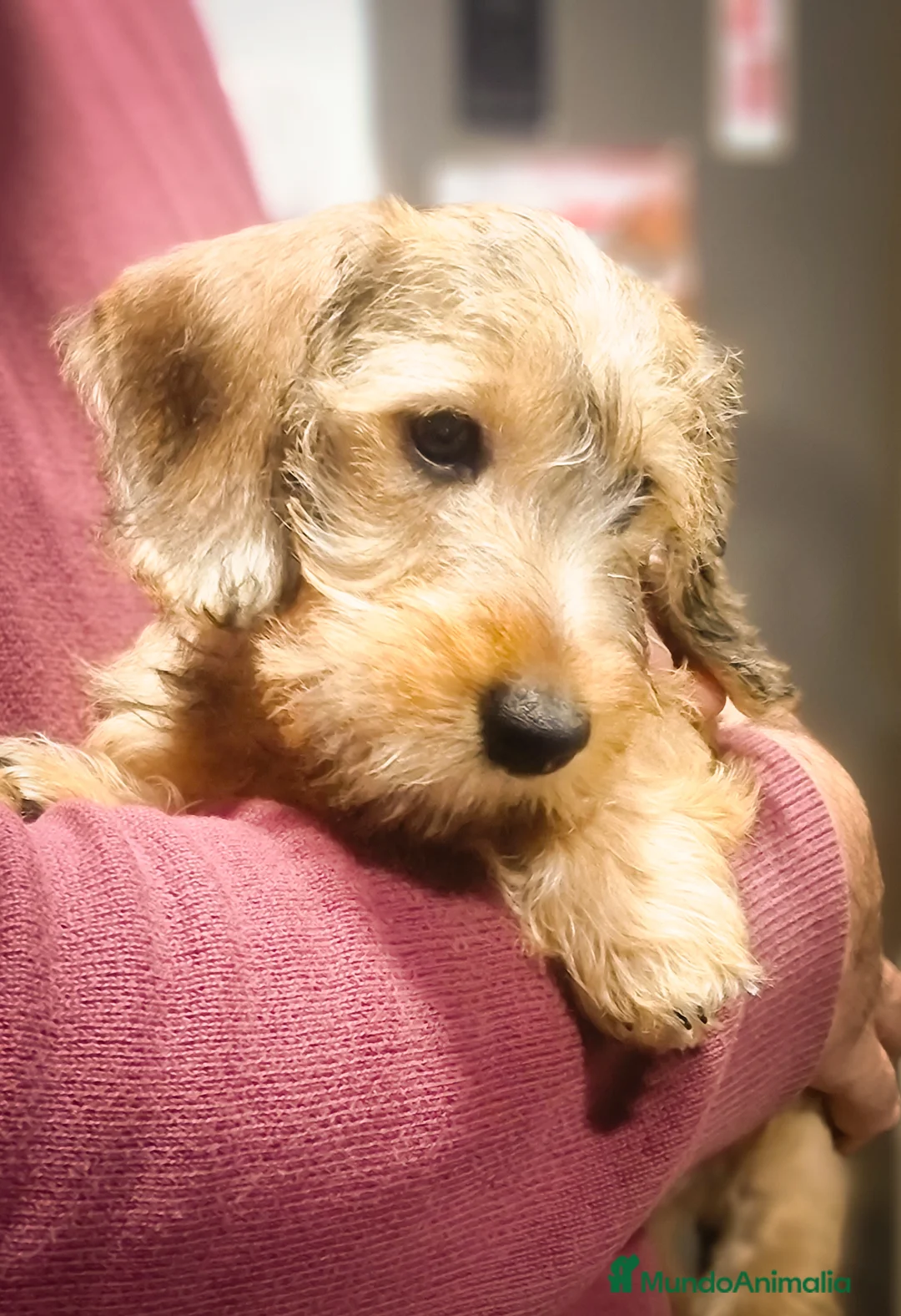 Imagen de galería {{count}}