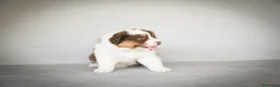 Pastor Australiano perros en venta: Cachorros Pastor Australiano - Anuncio 13
