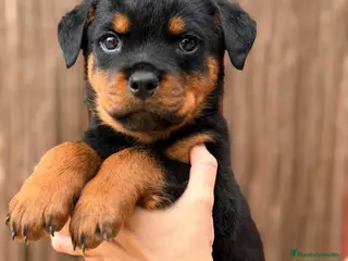 Rottweiler perros ROTTWEILER - Anuncio 1